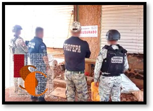 Ecocidio en Campeche; clausuran terrenos por tala ilegal. 